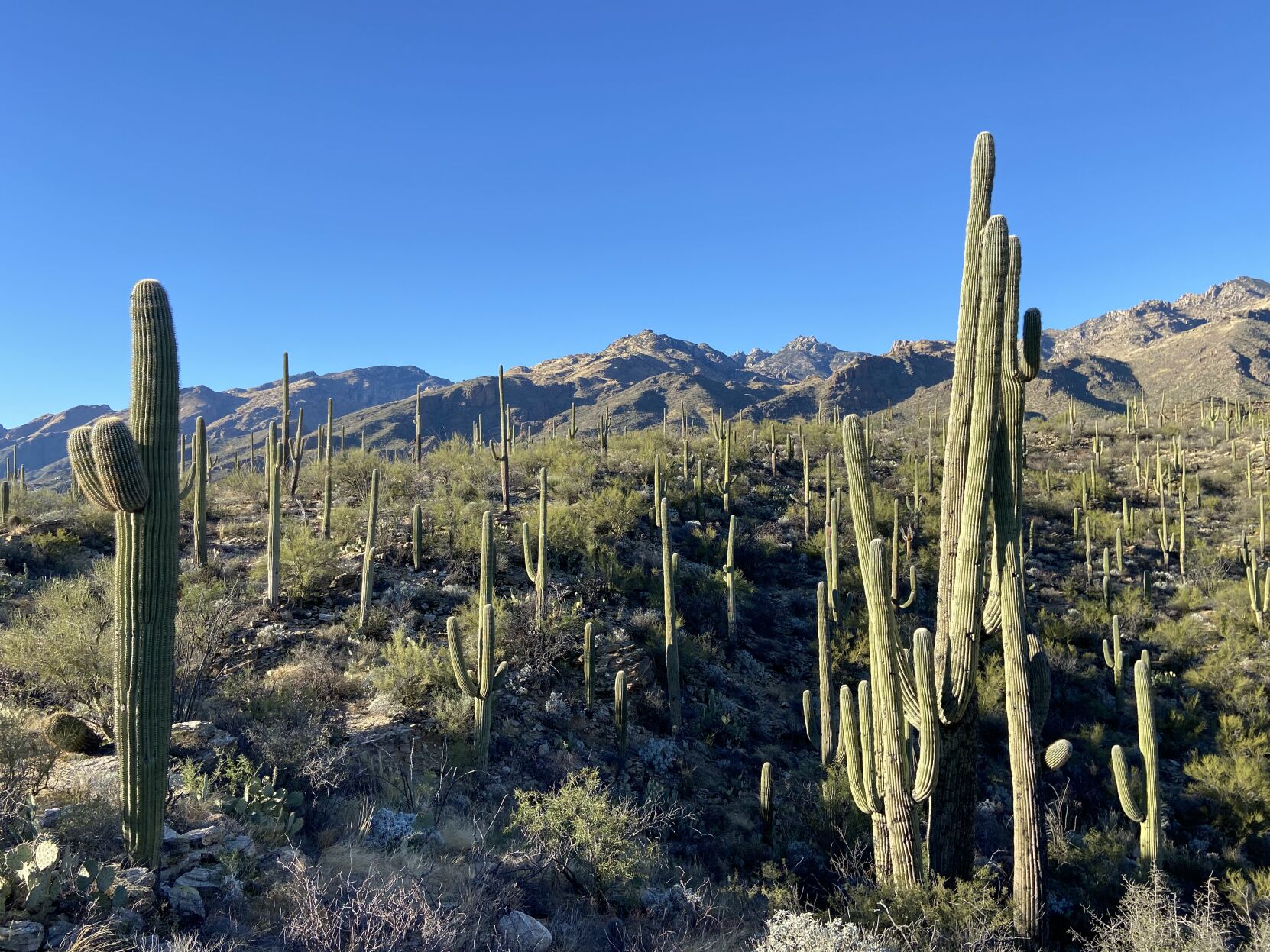 Sabino Canyon